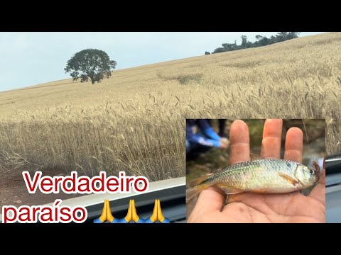 Pescaria com os primos no rio claro em peabiru Paraná Brasil,com história emocionante 🙏🙏