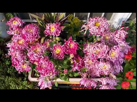 , title : 'Pink spider chrysanthemum in my balcony'