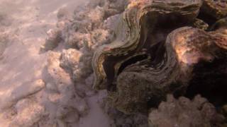 Monster Muschel - Vilamendhoo, Dezember 2016