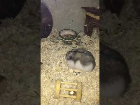 Horst beim schlemmern