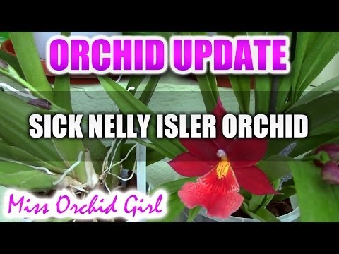 Update on the sick Nelly Isler Orchid - Surprise flowers