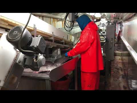 Factory Production MV Arluk II