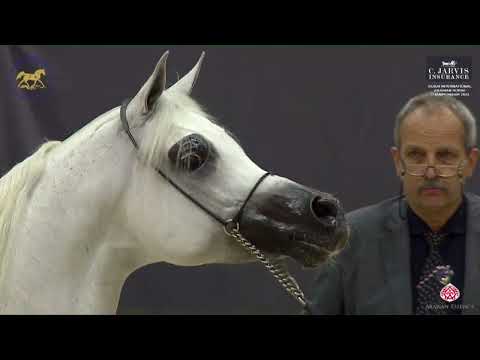 N 150 E S  SARAB   Dubai International Arabian Horse Championship 2023   Stallions 10+ Years Old Cla