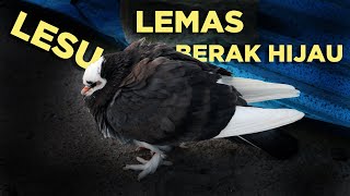 Download lagu CARA MENGOBATI MERPATI SAKIT LEMAS LESU BERAKHIJAU DENGAN MUDAH || HOW TO TREAT A SICK PIGEON mp3