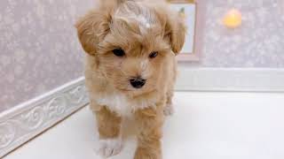 ハーフ犬の動画01