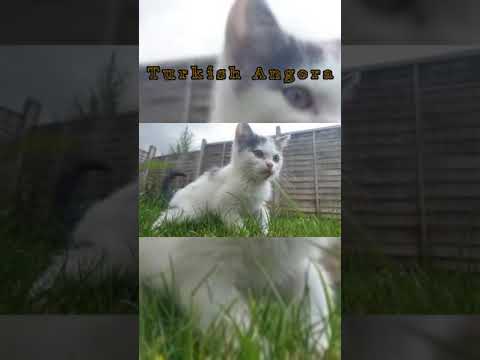 Turkish Angora cat 🐈 worldwide animals