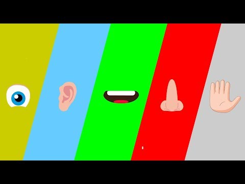 Duyu Organları Şarkısı