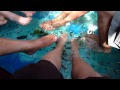 Doctor Fish
