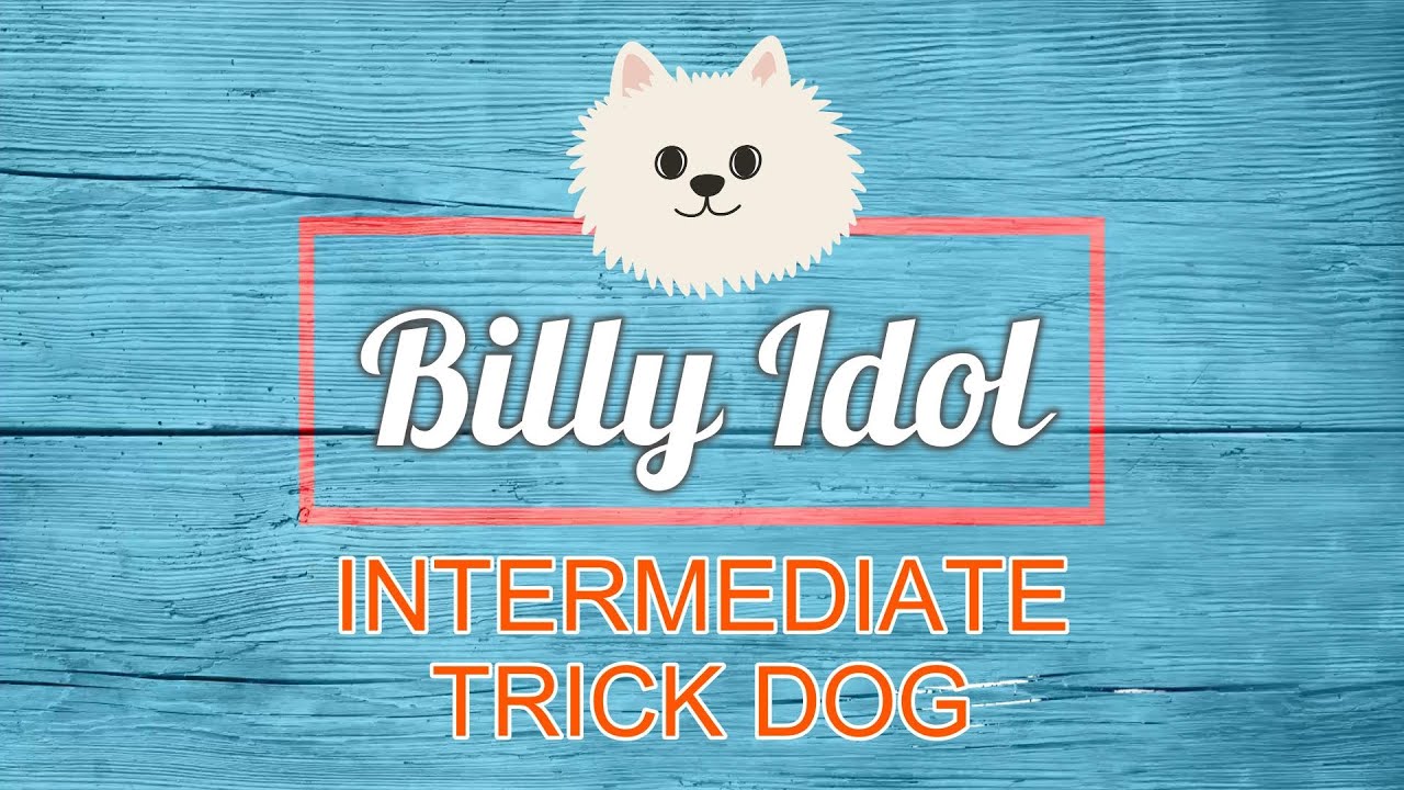 BILLY Intermediate Trick Dog (ITD)