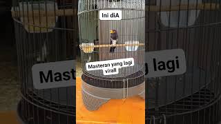 Download lagu Kedasih ungu/ violetcungko #kicaumaniaindonesia #violetcungko #burungmasteran #kedasihviolet #bird mp3