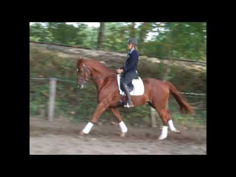 QUATELLO 9j. v. Quaterback - Donnerhall VB 6.500,- Euro