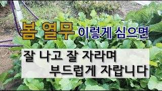 봄열무 이렇게 심으면 잘 나고 잘 자라며 부드럽게 자랍니다. #열무 가꾸기