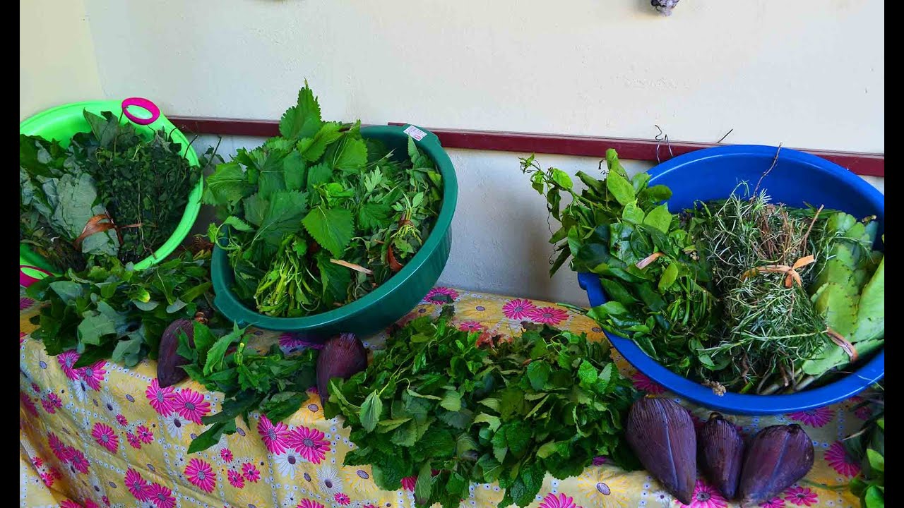 Fazendo tintura de ervas (Fitoterapia)