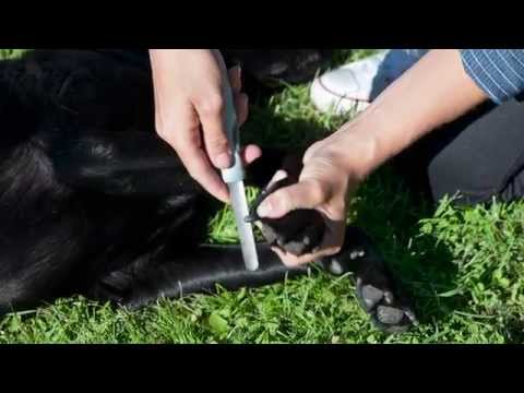 Granngården - Så klipper du hundens klor