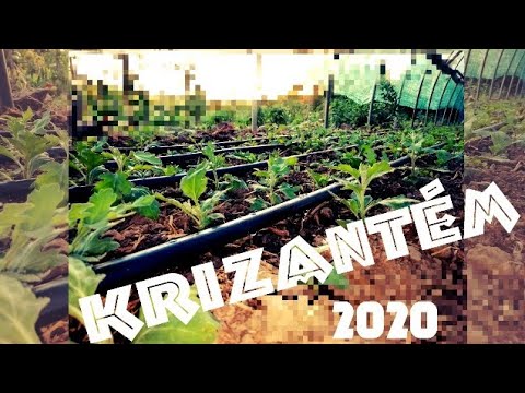 , title : 'Krizantém nevelés 2020 |Krizantém sztori|'