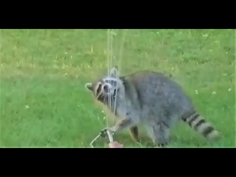 Toronto raccoon tries to beat the heat (CP24)