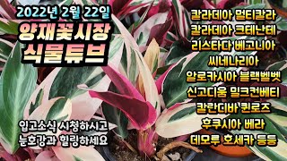 양재꽃시장 식물튜브 [2월 22일 화요일 입고 식물] 들 시청하시면서 눈호강과 힐링 하세요~   #양재꽃시장…