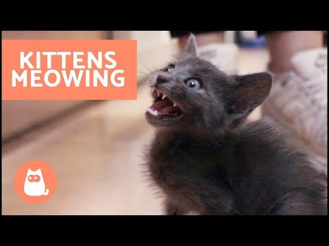 Why Do Kittens Meow a Lot? HELPFUL TIPS - YouTube