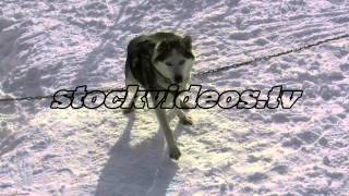 preview picture of video 'StockVideos.TV - Husky in Lapland - Iso Syöte in Finland - Sledge Dog - Scandinavia - Stock Footage'