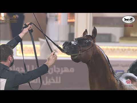 N 250 GAZWAN AL NASSER   Katara International Arabian Horse Festival   Stallions 11+ Years Old Class