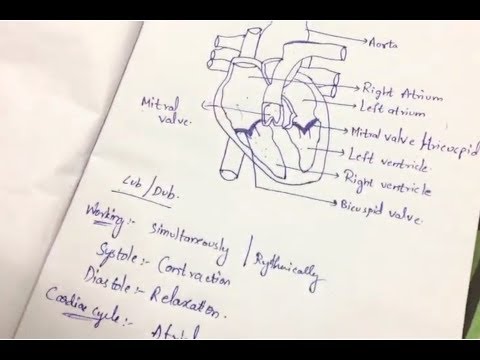 STRUCTURE OF HEART OF FROG BY PHANINDRA GUPTA