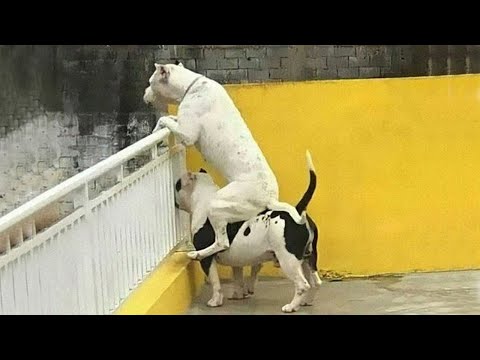 Quand j'essaie encore de prouver que mon chien n'est pas un comédien mais...