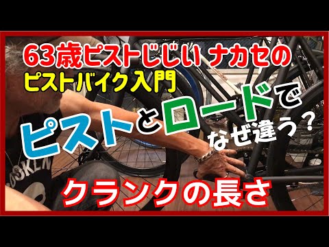 オピストティラクス・イマキュラトゥスについて詳しく解説