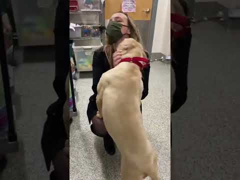 Meet Lynsey Legier - The MSPCA-Angell's Staff Attorney