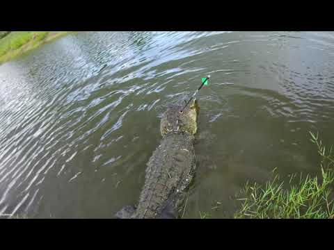 Tactacam View Gator with a Bow