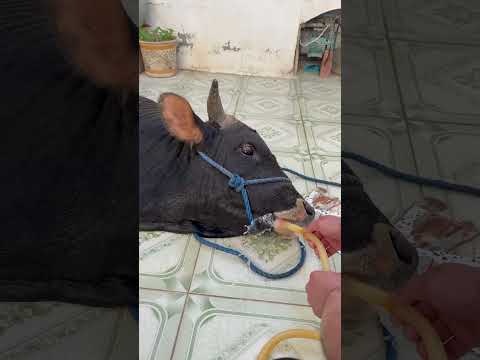 ٣١ أيار، ٢٠٢٦