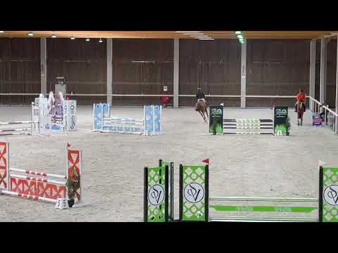 Conchaccas (Conthargos x Chacco Blue) 4 years old gelding in competition
