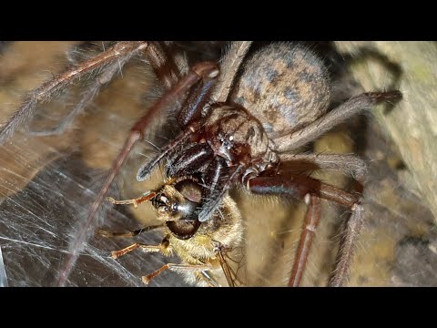 All About Giant House Spiders