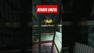 Download lagu pancingan kenari ngotot emosi mp3