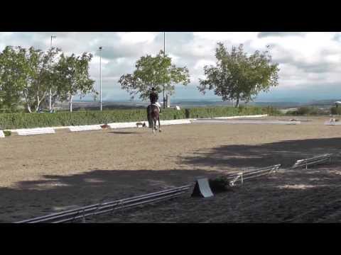 Sabine Klenk auf Friedolin 36 - 20.09.2013 Nußdorf