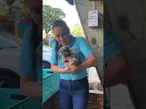 🐾Entrega exitosa en San Gil, Santander!❤️Nuestro Bulldog Francés llegó a su hogar lleno de amor