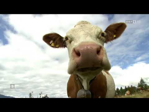 Biobranche zeichnet Betriebe aus ORF Salzburg heute