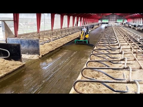 Amazing Dairy Farm design | Cow shed plans and designs