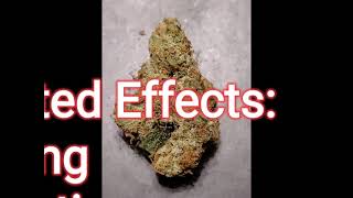 Mellowz Strain (H) Review-Budpedia
