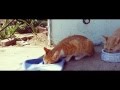 Hungry Lion Cats Momma Cat With Her Cubs Kittens Orange Tabby