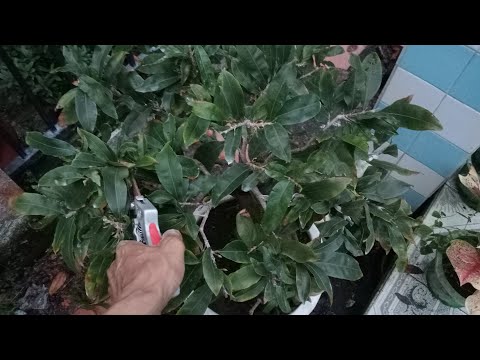 những dòng mai nên bấm đọt cho mai nở rộ và tập trung