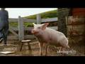 Charlotte S Web Dakota Fanning Fanvideo