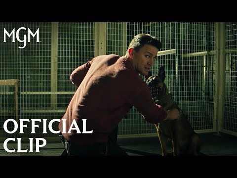 Thumbnail of the video: DOG | Briggs and Lulu Reunite – Official Clip | MGM Studios