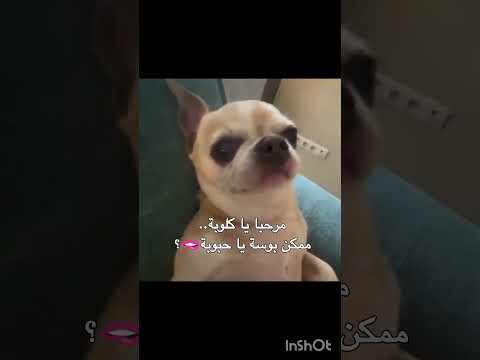 اذا عندكم كلبة وروها الفيديو😭🥚#blackpink #اكسبلور #ترند #Bishr #fypシ #دعم #اكستيز #shorts