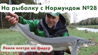 На что можно поймать осетра