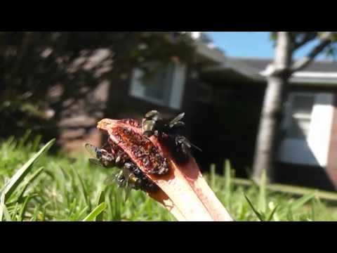 Flies on a Stinkhorn Fungi......