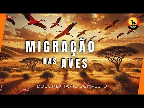 Desvendando o mistério da MIGRAÇÃO DAS AVES
