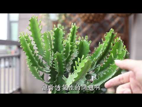 龍骨仙人掌