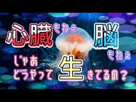 クラゲの体はどうなっているのでしょうか?