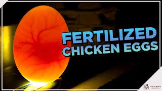 How are chicken eggs fertilized?