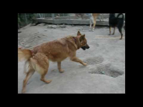 Sultana---------hongkongdogrescue.com